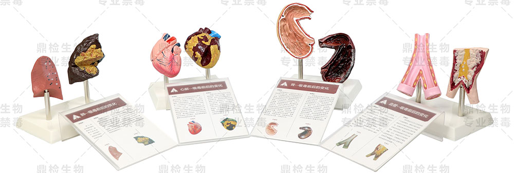 四种仿真器官模型效果图