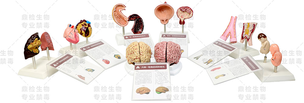 七种仿真器官模型效果图