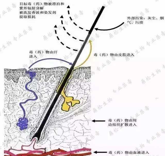 毛发检毒